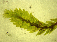 Fissidens cristatus