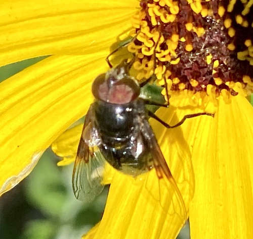 iNaturalist observation photo of Purple Bromeliad Fly