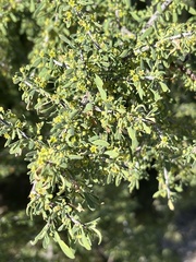 Condalia globosa pubescens