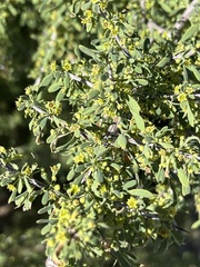 Condalia globosa pubescens