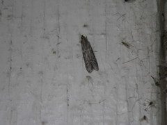 Lepidoptera
