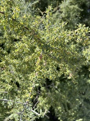 Condalia globosa pubescens