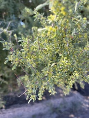 Condalia globosa pubescens