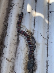 Lampropeltis annulata