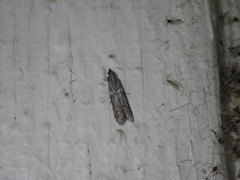 Lepidoptera