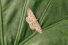 Percnia