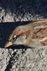 Passer domesticus
