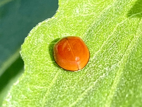 iNaturalist observation photo of Spotless Lady Beetle