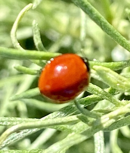 iNaturalist observation photo of Spotless Lady Beetle