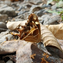 Oxeoschistus tauropolis tauropolis