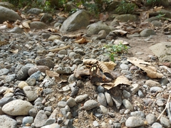 Oxeoschistus tauropolis tauropolis