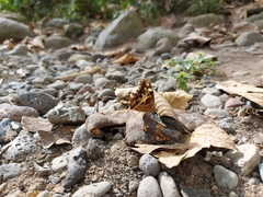Oxeoschistus tauropolis tauropolis