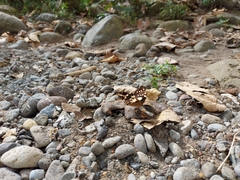 Oxeoschistus tauropolis tauropolis