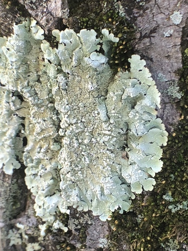 Speckled Greenshield