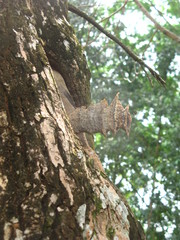 Homotrigona apicalis