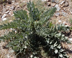 Cirsium ochrocentrum