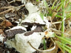 Reticularia lycoperdon
