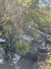 Beschorneria calcicola