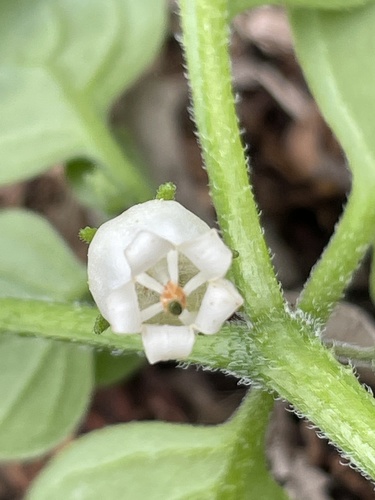 Salpichroa origanifolia iNat (3)