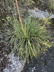 Beschorneria calcicola