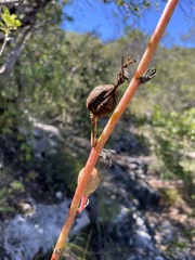 Beschorneria calcicola