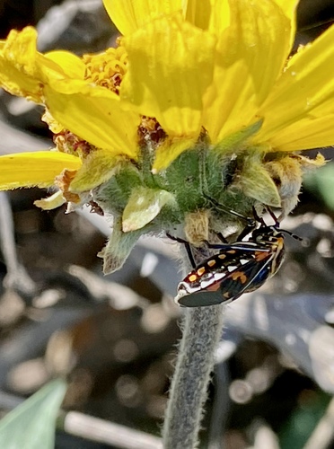 iNaturalist observation photo of Harlequin Bug
