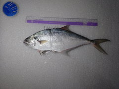 Scomberoides commersonnianus