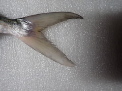 Scomberoides commersonnianus