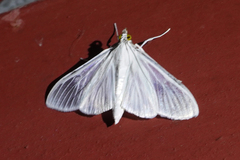 Palpita flegia image