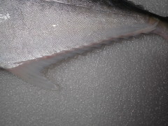 Scomberoides commersonnianus