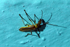 Chauliognathus sticticus