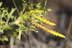 Synaphea spinulosa spinulosa