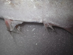 Scomberoides commersonnianus