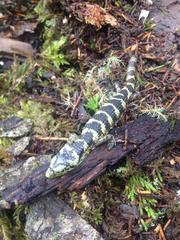 Abronia taeniata
