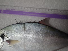 Scomberoides commersonnianus