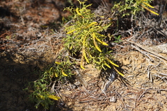 Synaphea spinulosa spinulosa