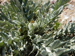 Cirsium ochrocentrum