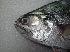 Scomberoides commersonnianus