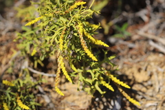 Synaphea spinulosa spinulosa