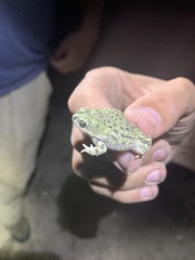 Anaxyrus debilis debilis