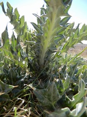 Cirsium ochrocentrum