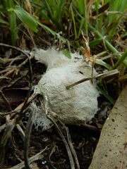 Reticularia lycoperdon