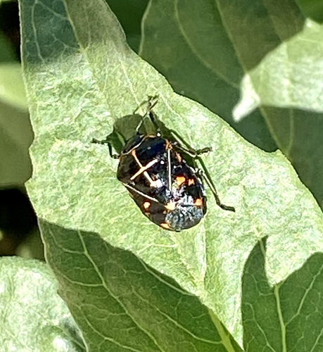 iNaturalist observation photo of Harlequin Bug