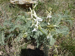 Astragalus drummondii