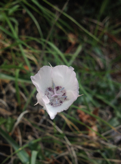 Calochortus umbellatus