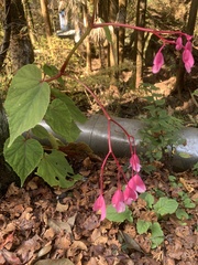Begonia grandis
