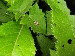 Alagoasa decemguttata