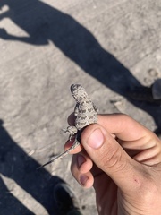 Holbrookia subcaudalis