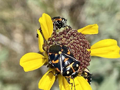 iNaturalist observation photo of Harlequin Bug