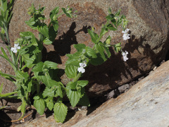 Nemesia silvatica